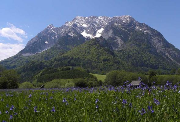 Im Vordergrund Wiese mit blauvioletten Blüten der Sibirischen Schwertlilie, im Hintergrund der Berg Grimming mit schneebedeckten Gipfe.