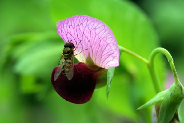 Rosa-dunkelrot gefärbte Erbsenblüte mit Schwebfliege.