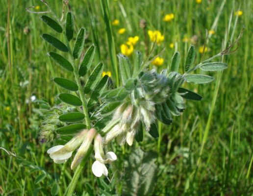 weiße Schmetterlingsblüten der heimischen Pannonischen Wicke