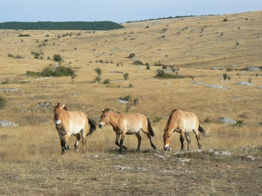 Drei Przewalski-Pferde in steppenartiger Graslandschaft