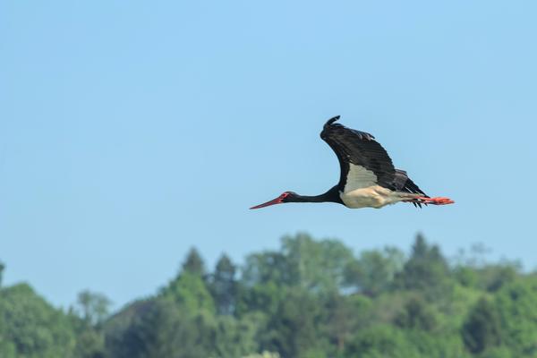 Schwarzstorch im Flug.