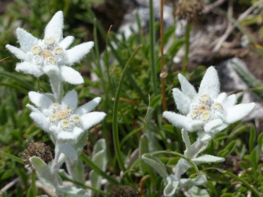 Edelweiss