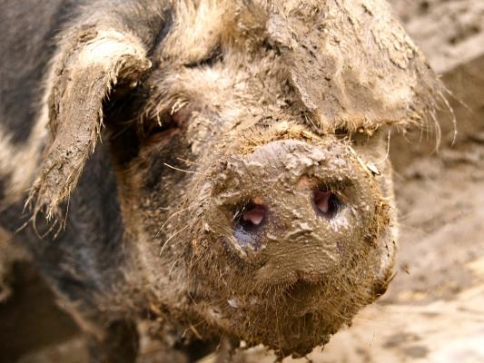 Schwein & Schlamm