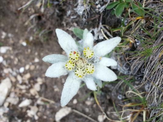 Edelweiss