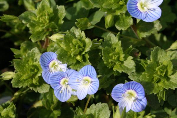 Der Persische Ehrenpreis hat himmelblaue Blütenblätter mit dunklen Streifen und einem weißen Zentrum in der Mitte der Blüte