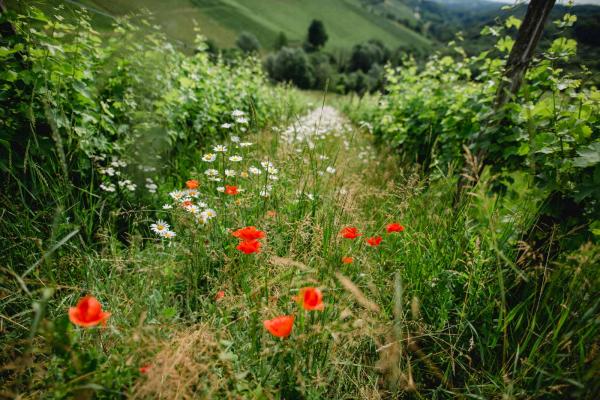 Weingartenbegrünung, zwischen den Rebzeilen wachsen hier Klatsch-Mohn, Wiesen-Margerite und Wiesengräser