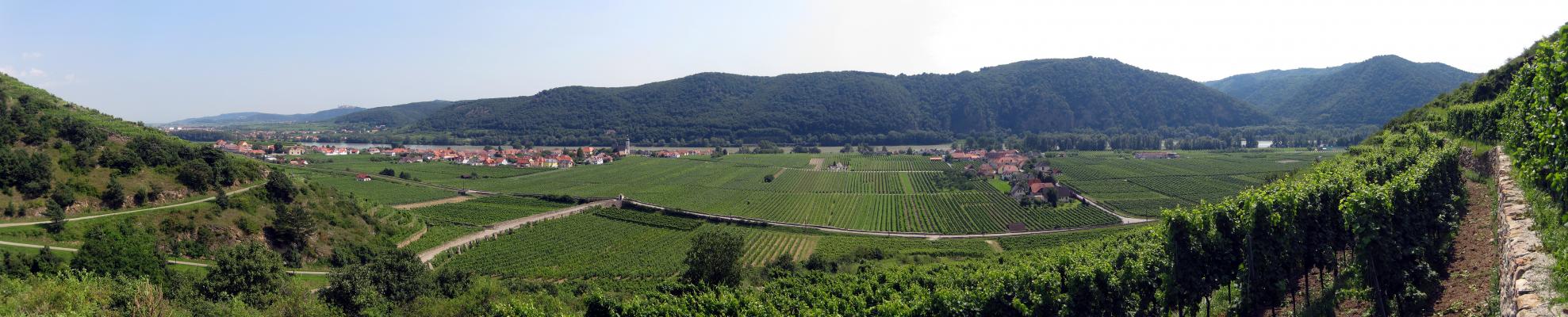 Panoramaaufnahme aus der Wachau, Donau mit umgebender Weinbaulandschaft