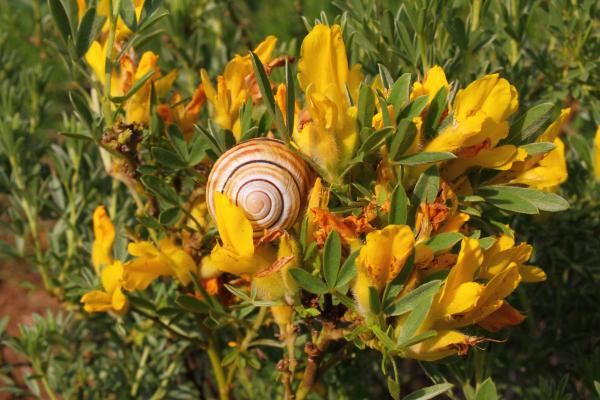 Wiener Schnirkelschnecke auf Österreich-Zwerggeißklee, Naturdenkmal Johannesberg