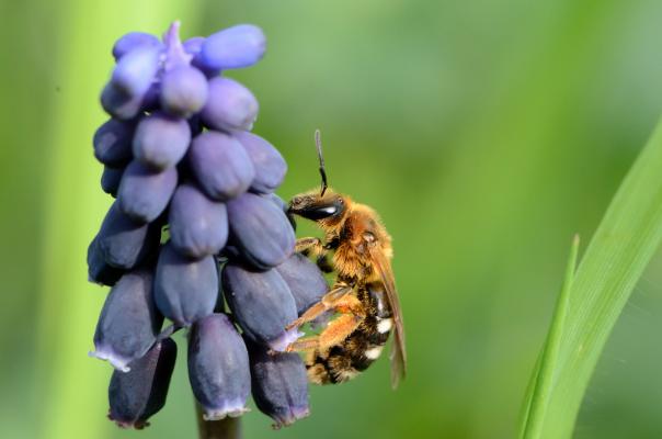 Wildbiene (Vertreter der Halicidae) auf Blütenstand einer Trauben-Hyazinthe