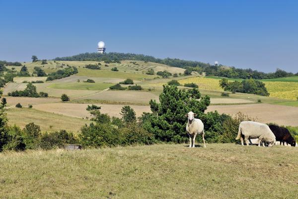 Weidelandschaft im Naturpark, im Vordergrund Schafe, im Hintergrund eine Radar-"Kugel"