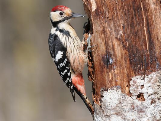 Weißrückenspecht im Nationalpark Kalkalpen