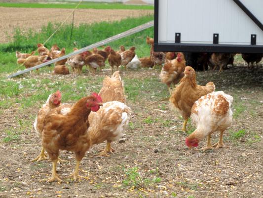 AfterWork am Bauernhof_Bio-Wiesenhuhn