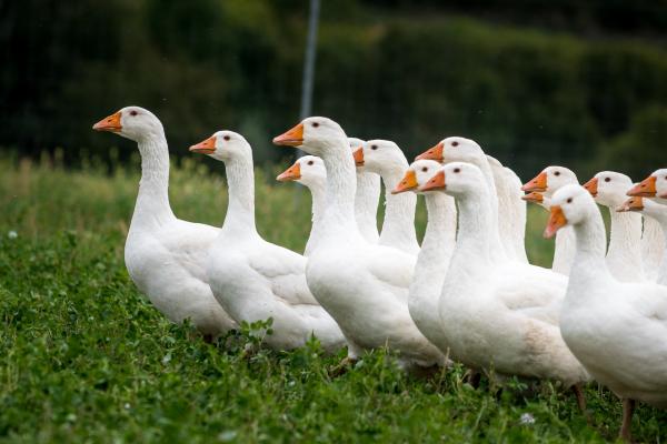 Die Bio-Weidegänse der Familie Gschladt im Weinviertel