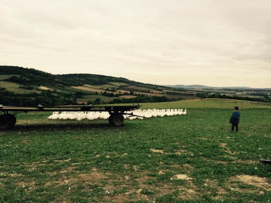 AfterWork am Baunerhof_Weidegans-Weide