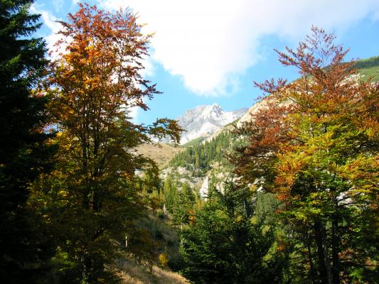 Bergmischwald an der Nordkette schützt die darunter liegende Stadt Innsbruck.
