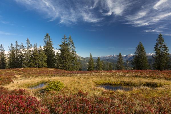 Moor am Gerzkopf, Salzburg