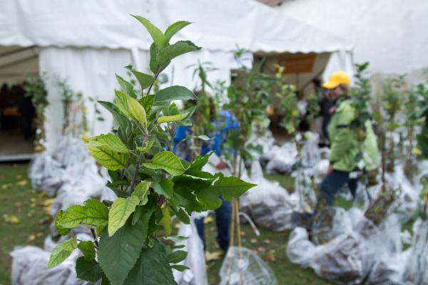 NÖ Heckentag 2019