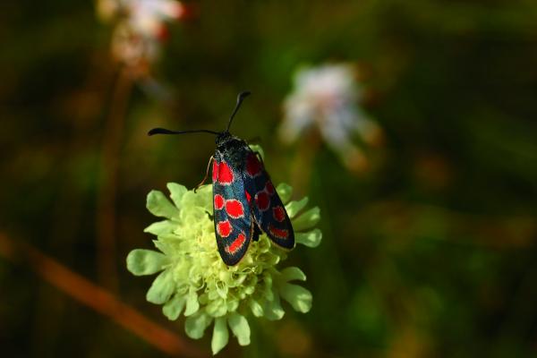 Krainer Widderchen (Zygaena carniolica) auf Gelber Skabiose 