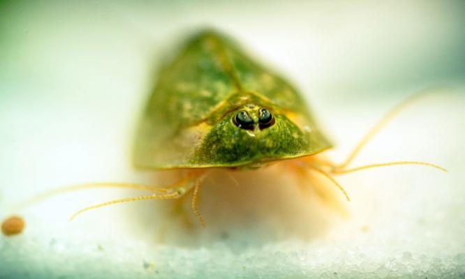 Triops cancriformis