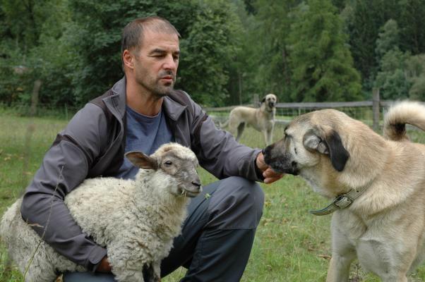 Wanderschäfer Thomas Schranz mit Hütehund und Schafen