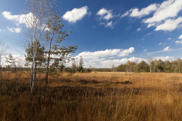 Ibmer Moor