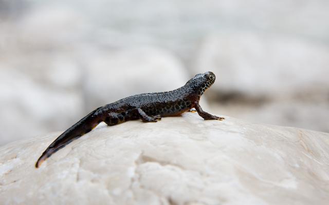 heimische amphibien alpenmolch