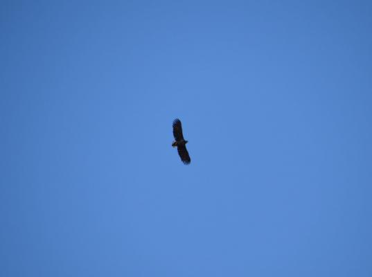 Seeadler (c) Stefan Agnezy © Seeadler (c) Stefan Agnezy
