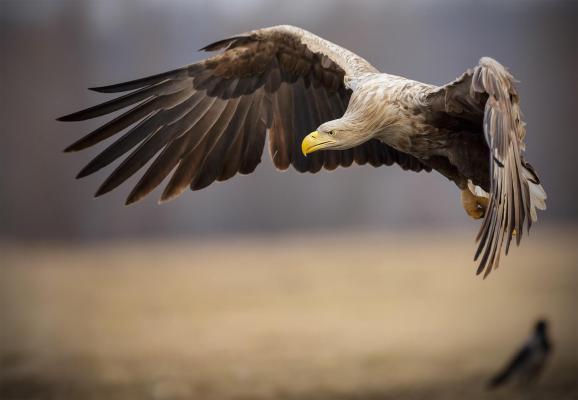Seeadler (c) Neil Burton © Seeadler (c) Neil Burton