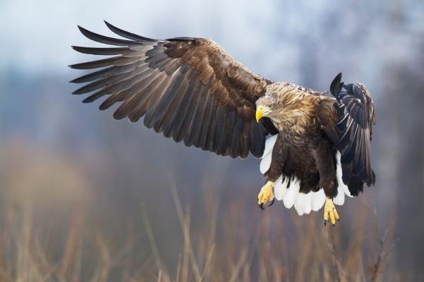 Seeadler (Marcin Perkowski) © Seeadler (Marcin Perkowski)