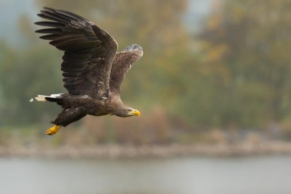 Seeadler (Milan Zygmunt) © Seeadler (Milan Zygmunt)