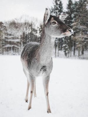 02_Rotwild_Winter_(c)_pexels_Annika_Thierfeld © (c) pexels