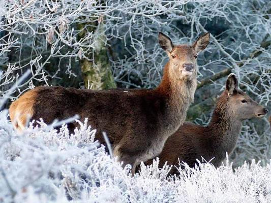 03_Rotwild_Winter_(c)_pixabay_InspiredImages © (c) pixabay