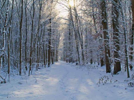 04_Rotwild_Winter_(c)_pixabay_Lichtmagnet © (c) pixabay
