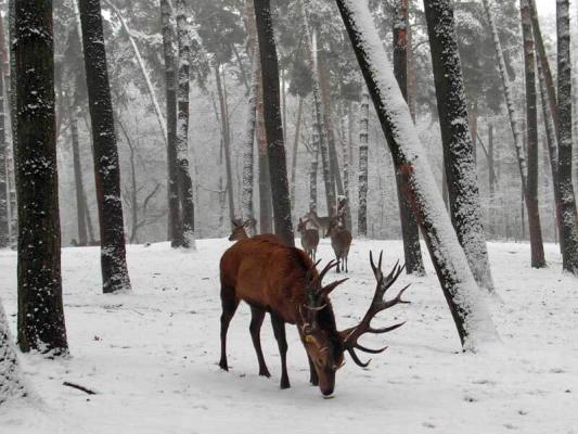 05_Rotwild_Winter_(c)_Pixabay_Steinchen © (c) pixabay