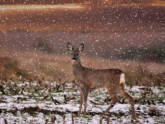 08_Rotwild_Winter_(c)_pixabay_Pezibear © (c) pixabay