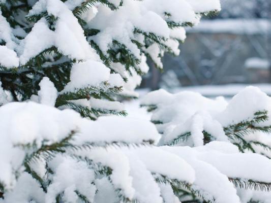 12_Rotwild_Winter_(c)_pixabay_nastyagepp © (c) pixabay