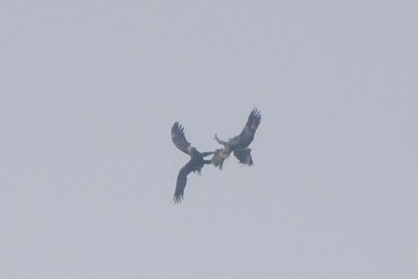 Luftschlacht: Balzende Kaiseradler