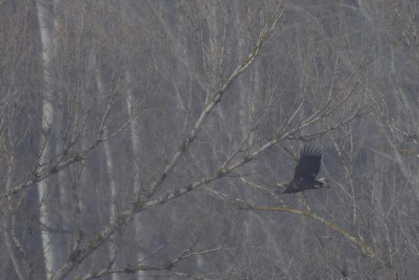 Seeadler in der Hainburger Au