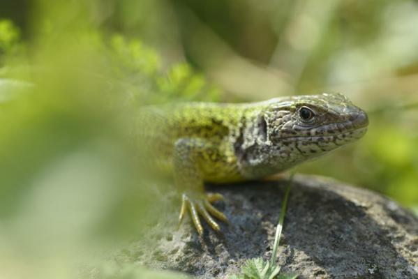 Smaragd-Eidechse beim Öden Schloss. (c) Matthias Schickhofer