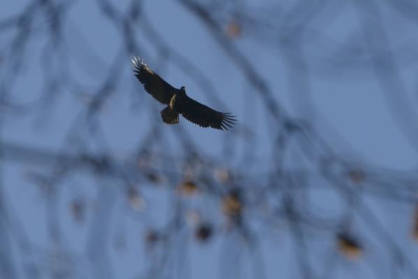 Junger Seeadler bei Altenburg.