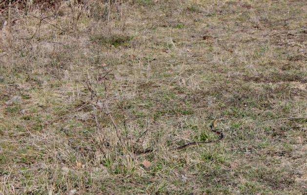 Auch andere Tiere finden sich auf dem Trockenrasen, wie diese Äskulapnatter © Auch andere Tiere finden sich auf dem Trockenrasen, wie diese Äskulapnatter
