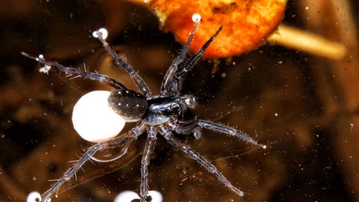 Biodiversitaetsmonitoring_Kleiner Pirat
