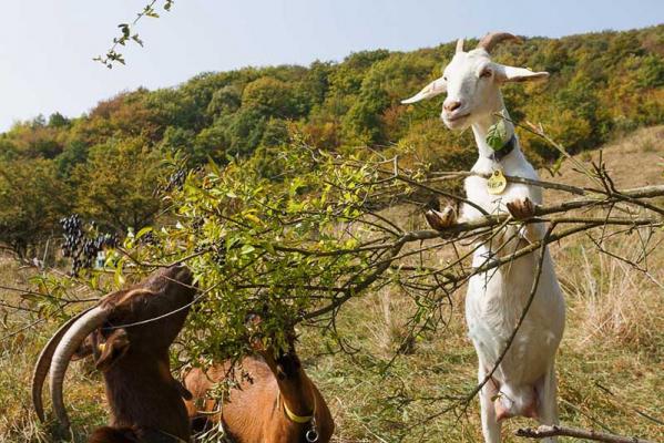 Frauen im Naturschutz_FLORA-Zillner-Ilse-Gumprecht-Manuel-Zillner