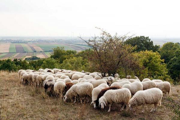 Frauen im Naturschutz_FLORA-Zillner-Schafe-Bild 2