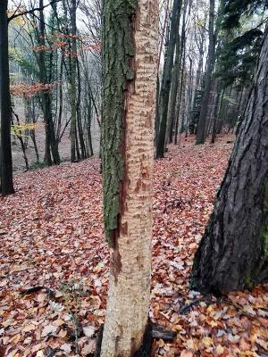 Nadelbaum im Herbstwald mit beschädigter Borke