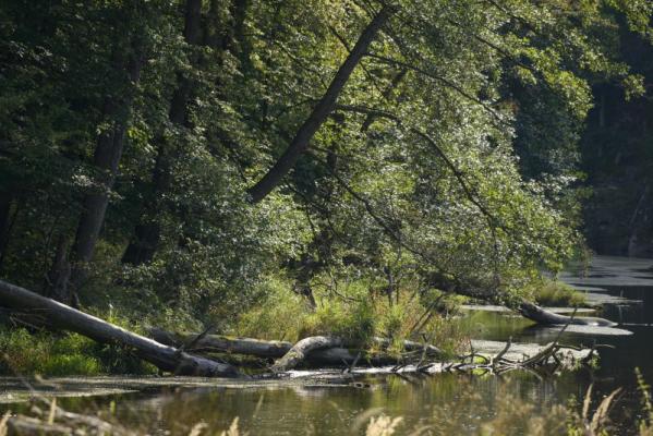 Naturnahes Kamptal beim "Öden Schloss". (c) Matthias Schickhofer