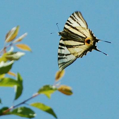 Schmetterlingszählung 2018_Platz_12_Segelfalter