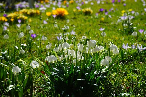Frühlings-Knotenblumen, blühend