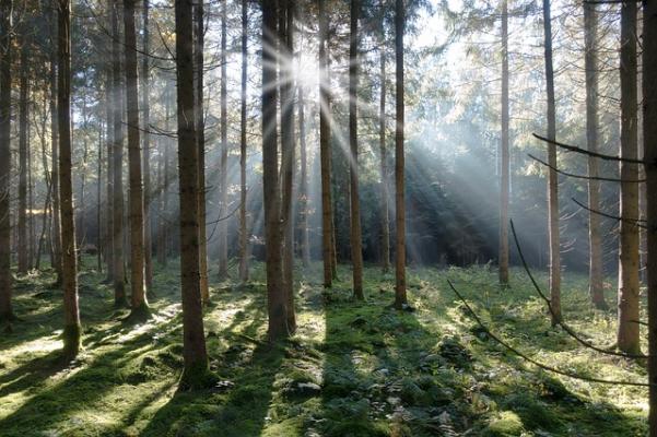 Klimawandel © ©Pixabay.com/Fichtenwald
