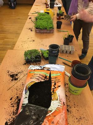 Jungpflanzen selber ziehen